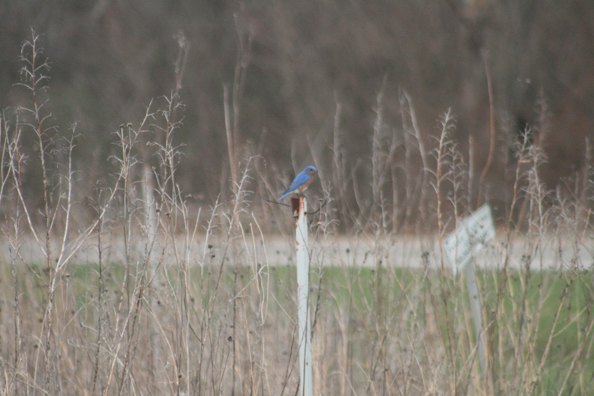 Eastern Bluebird - ML652562058