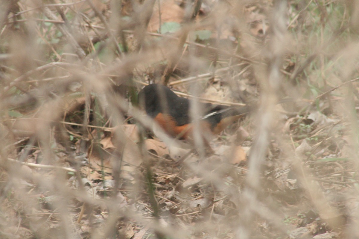 Eastern Towhee - ML652562065