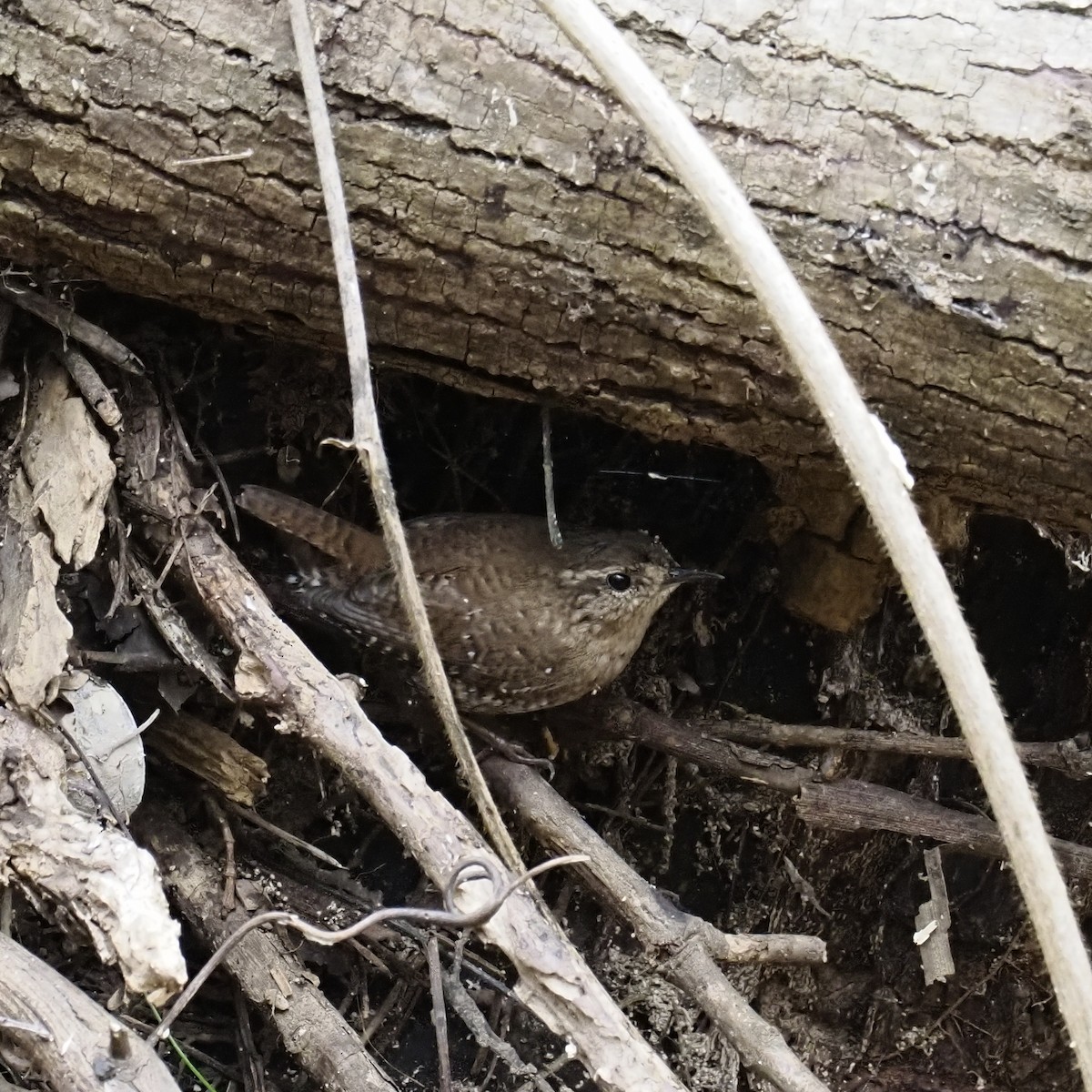 Волоочко канадське - ML652562067