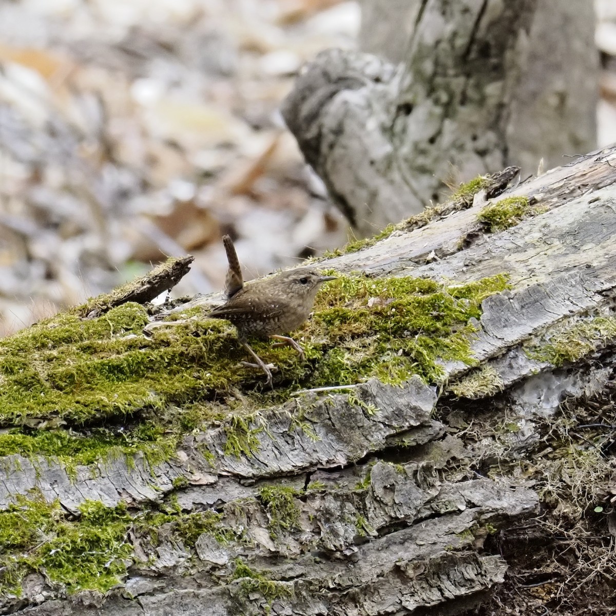 Волоочко канадське - ML652562068