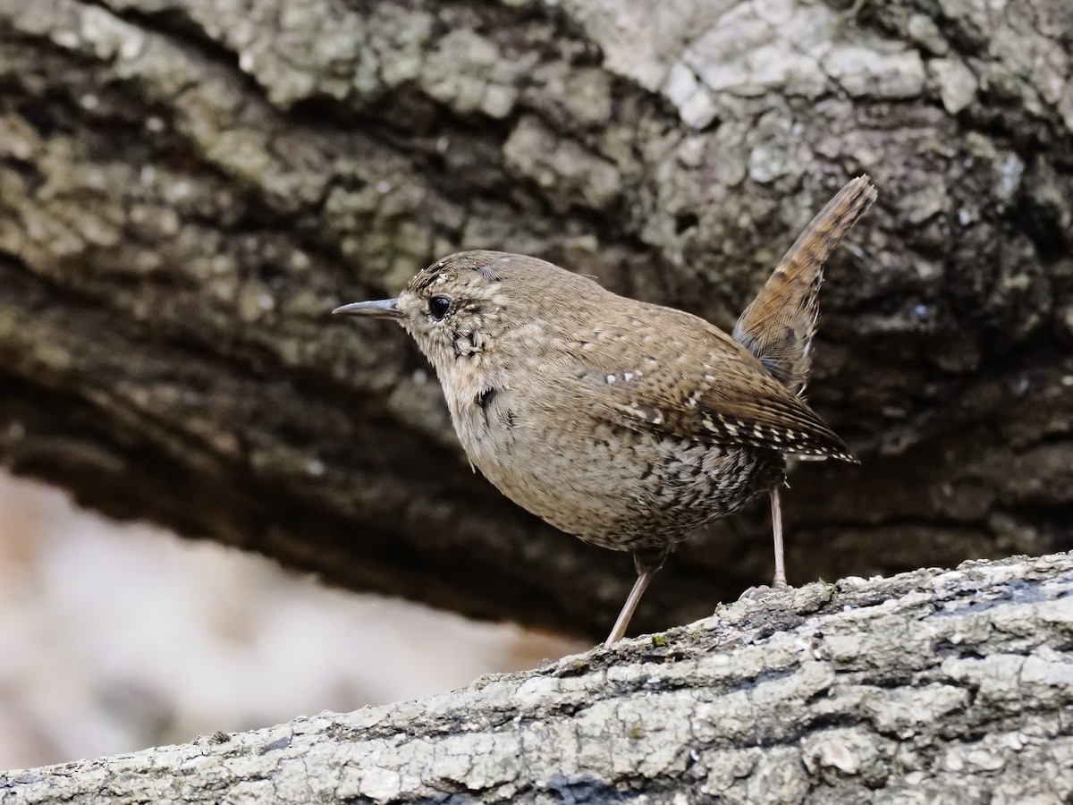 Волоочко канадське - ML652562069