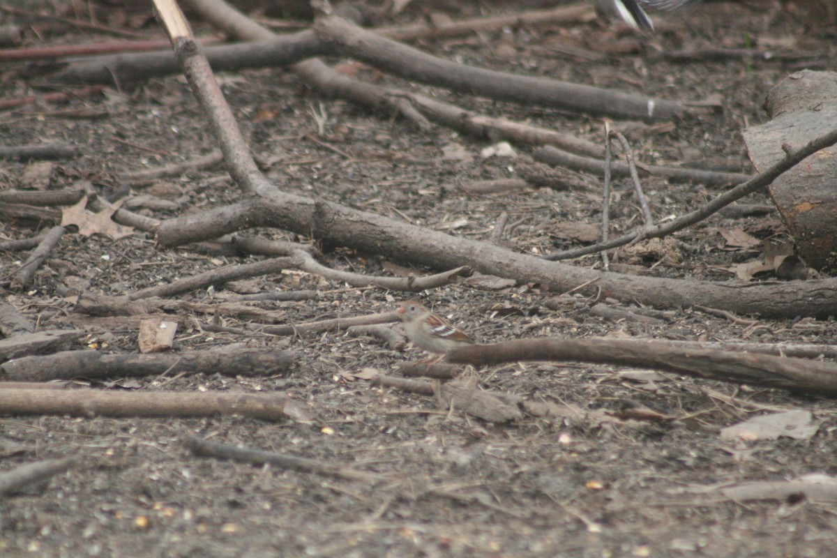 Field Sparrow - ML652562085