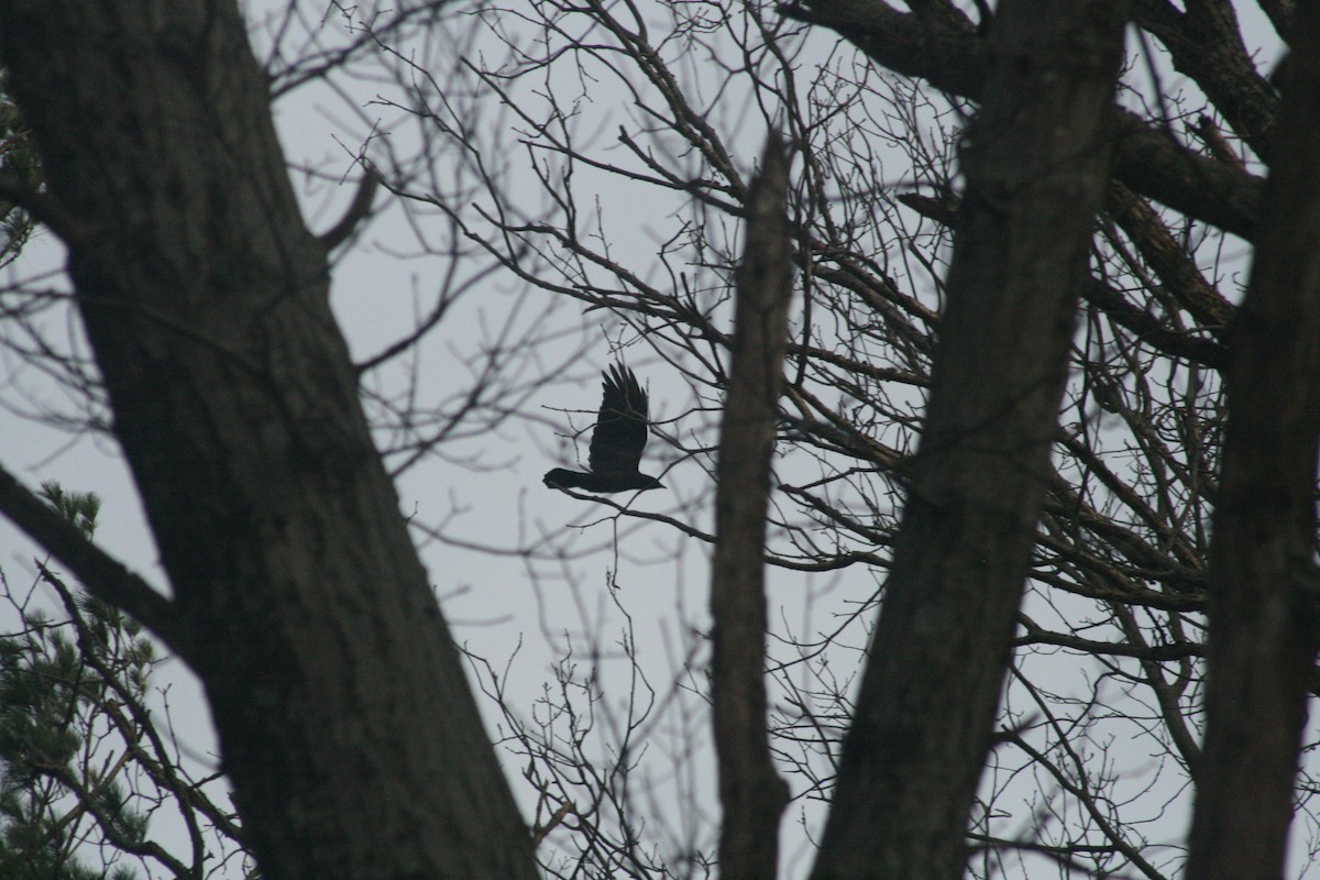 Fish Crow - ML652562093