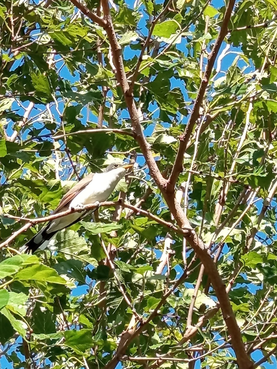 Coulicou à bec jaune - ML652562095