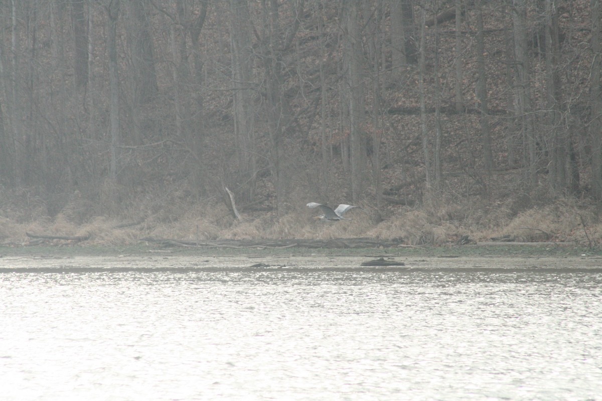 Great Blue Heron - ML652562112