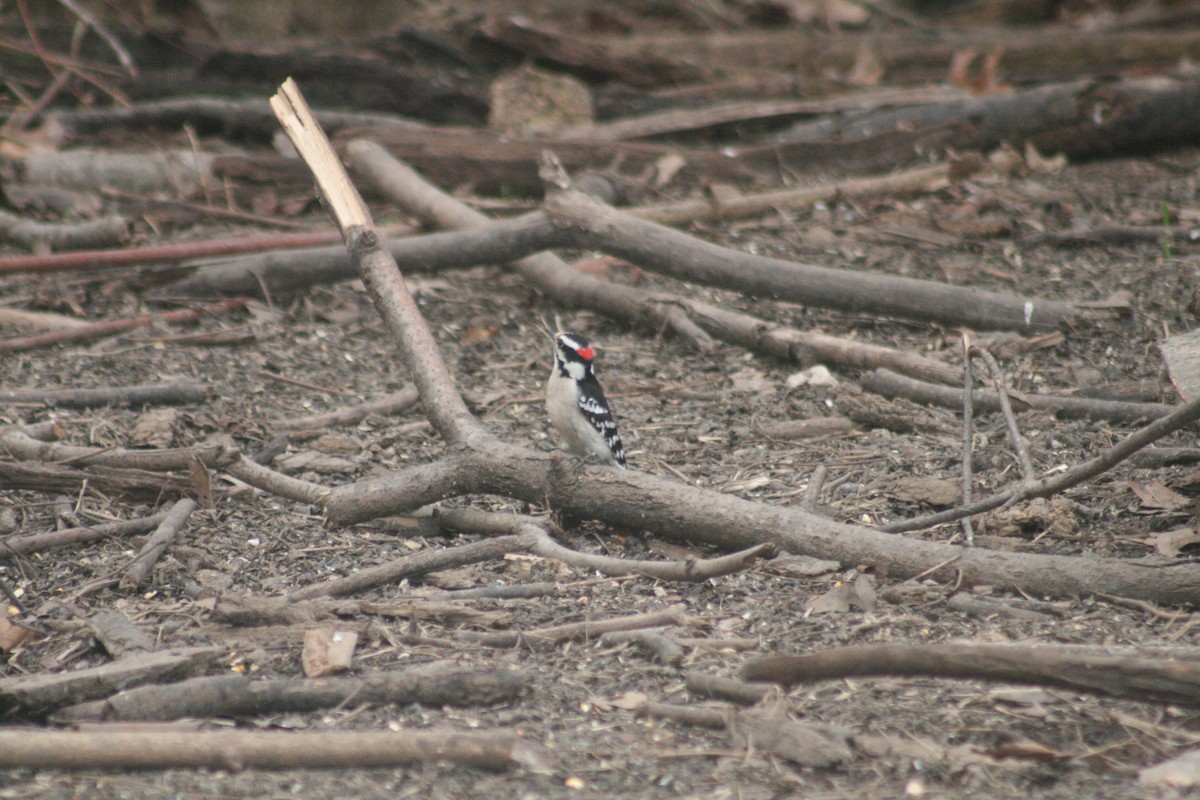 Downy Woodpecker - ML652562116
