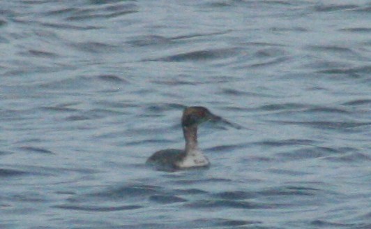 角鸊鷉 - ML652562130