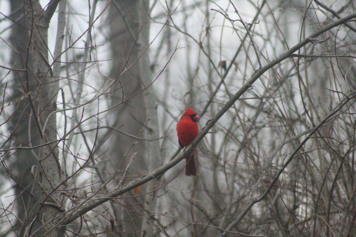 Northern Cardinal - ML652562151