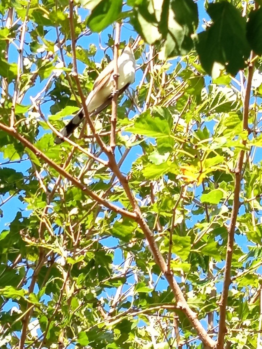 Coulicou à bec jaune - ML652562152