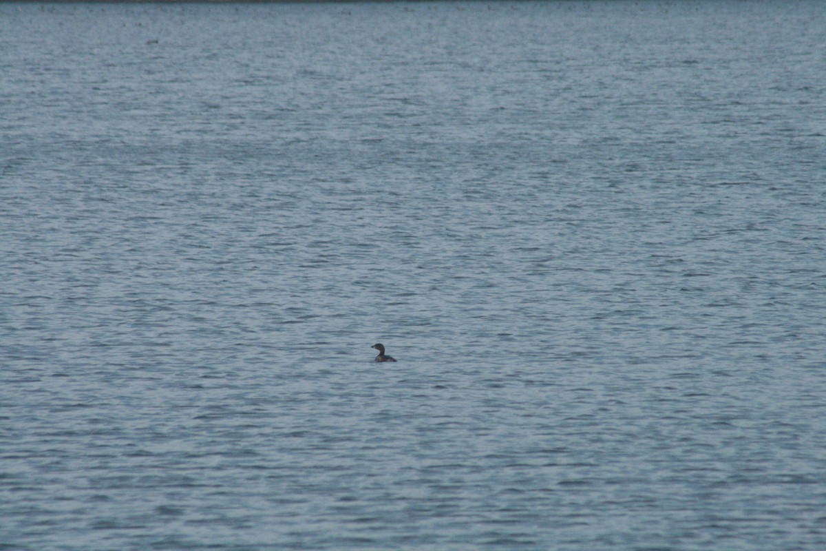 Pied-billed Grebe - ML652562180