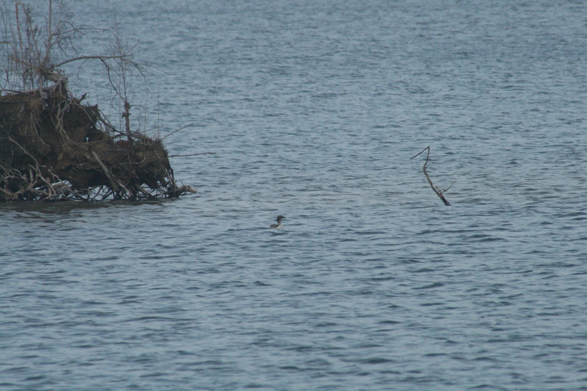 角鸊鷉 - ML652562181