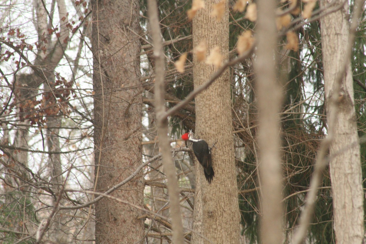 Pileated Woodpecker - ML652562191