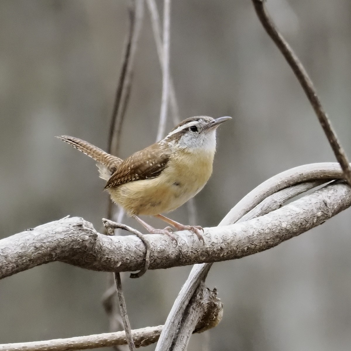 Поплітник каролінський - ML652562228