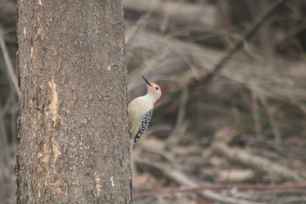 Red-bellied Woodpecker - ML652562229