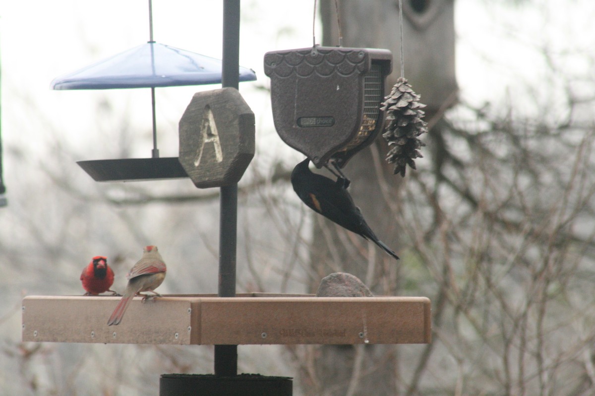 Red-winged Blackbird - ML652562250