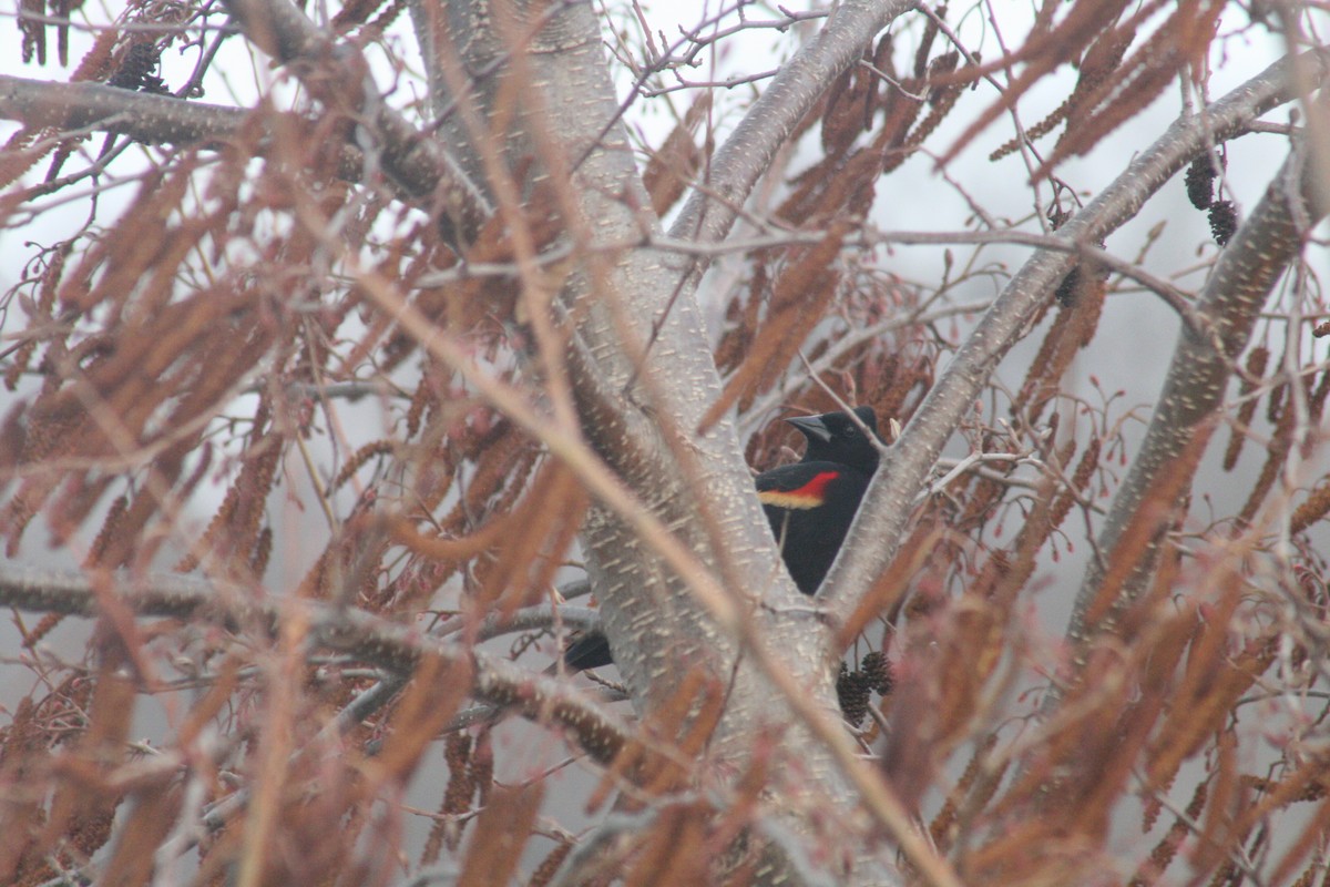 Red-winged Blackbird - ML652562251