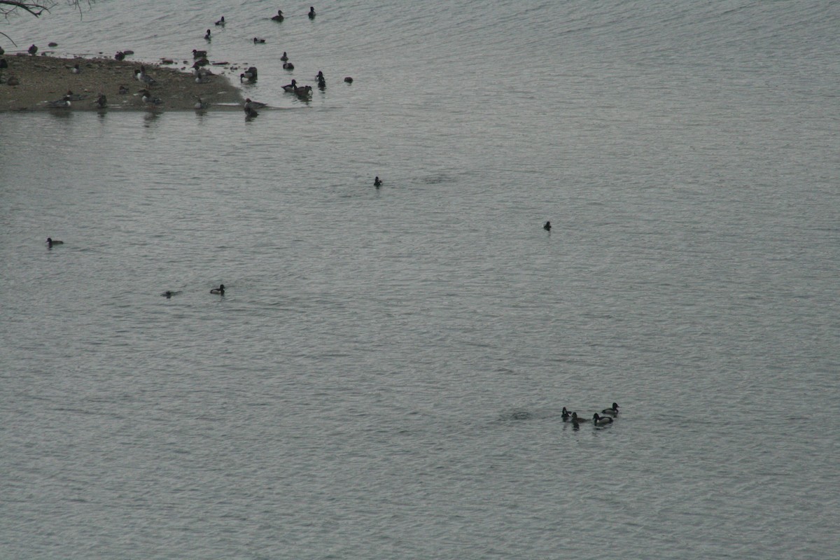 環頸潛鴨 - ML652562266