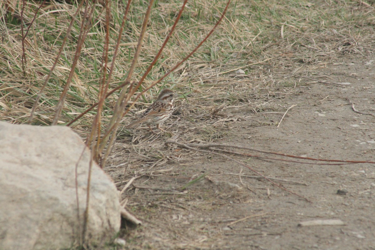 Song Sparrow - ML652562270