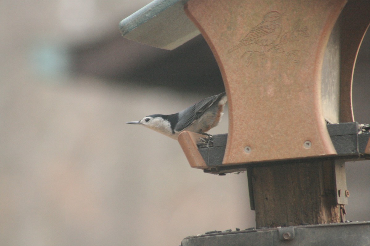 White-breasted Nuthatch - ML652562282