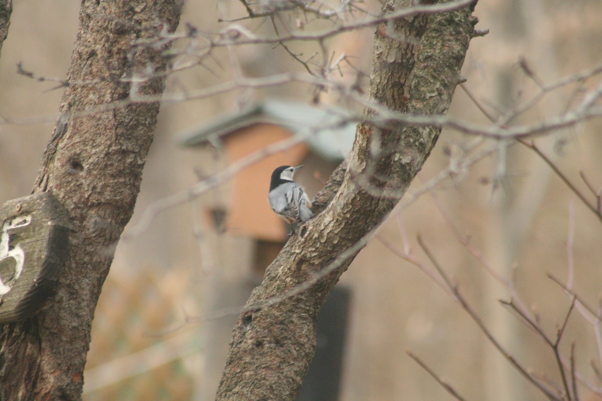 White-breasted Nuthatch - ML652562283