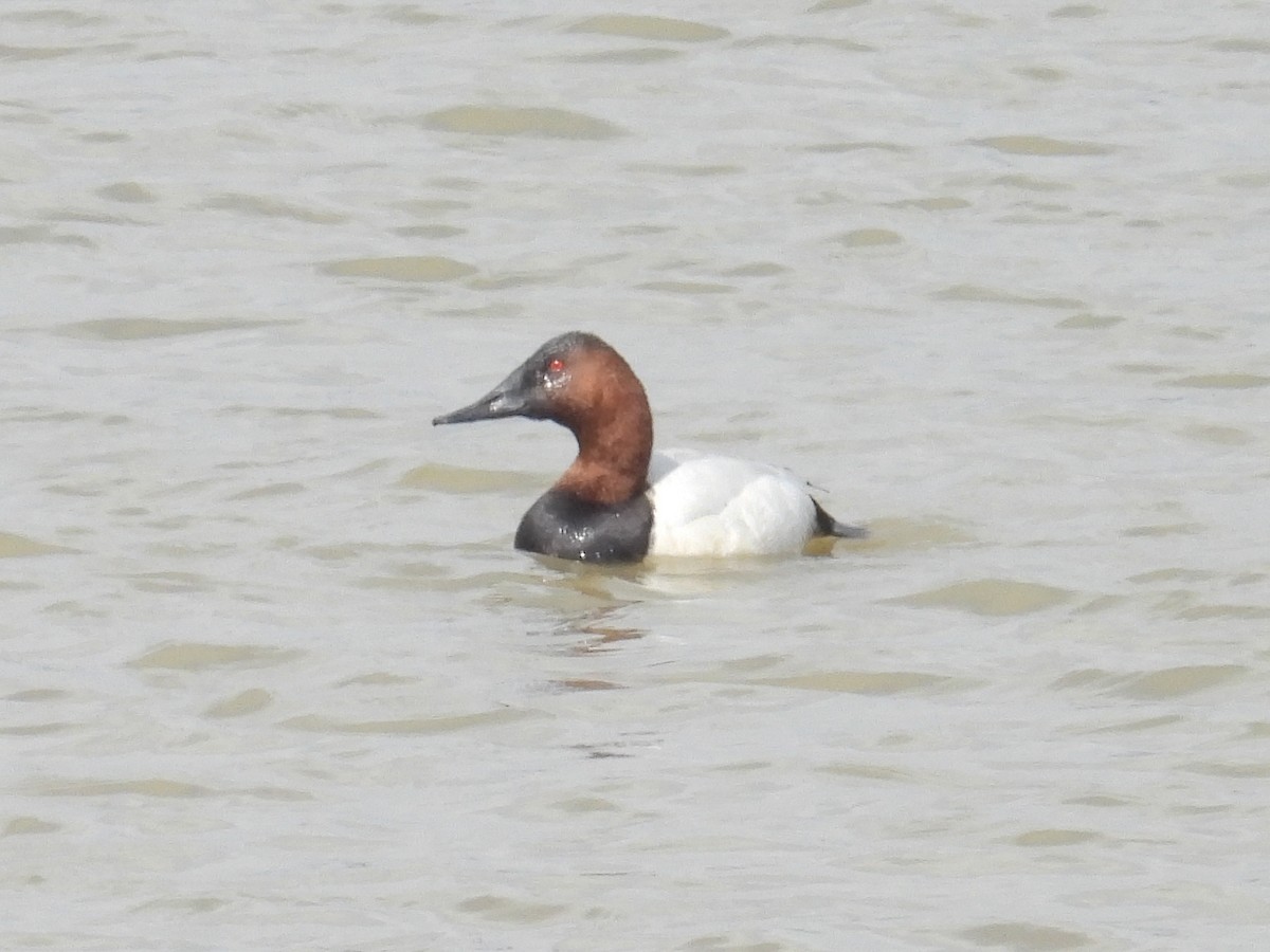 Murgilari bizkarzuria - ML652562320