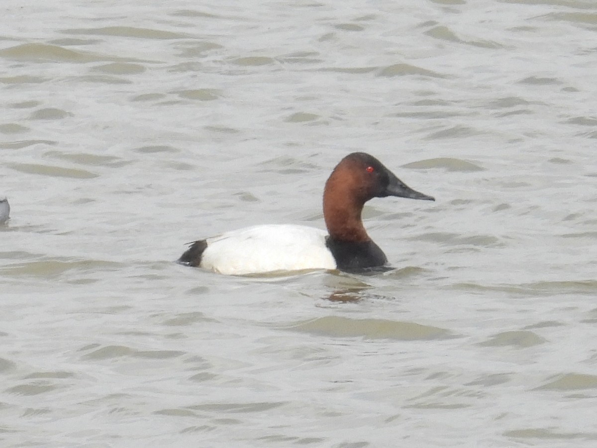 Murgilari bizkarzuria - ML652562321