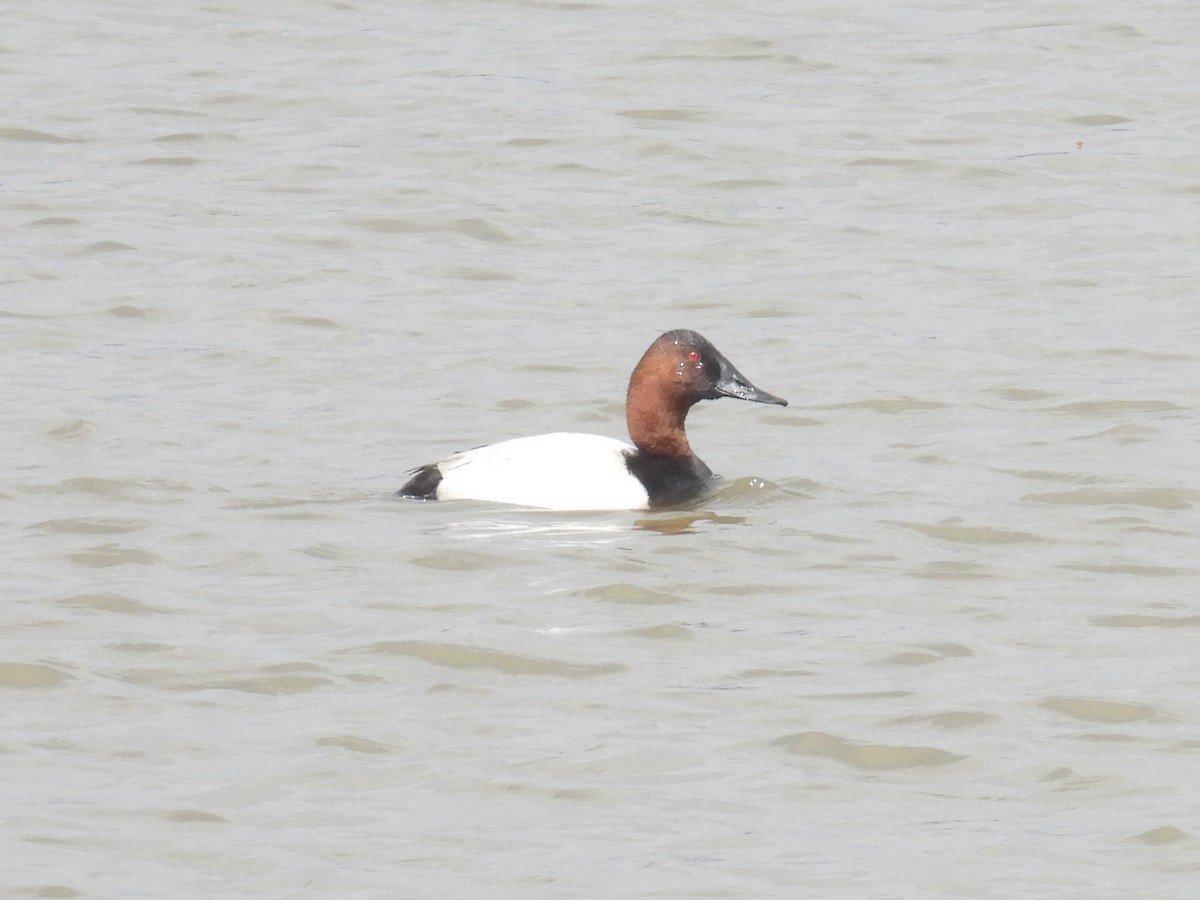 Murgilari bizkarzuria - ML652562322