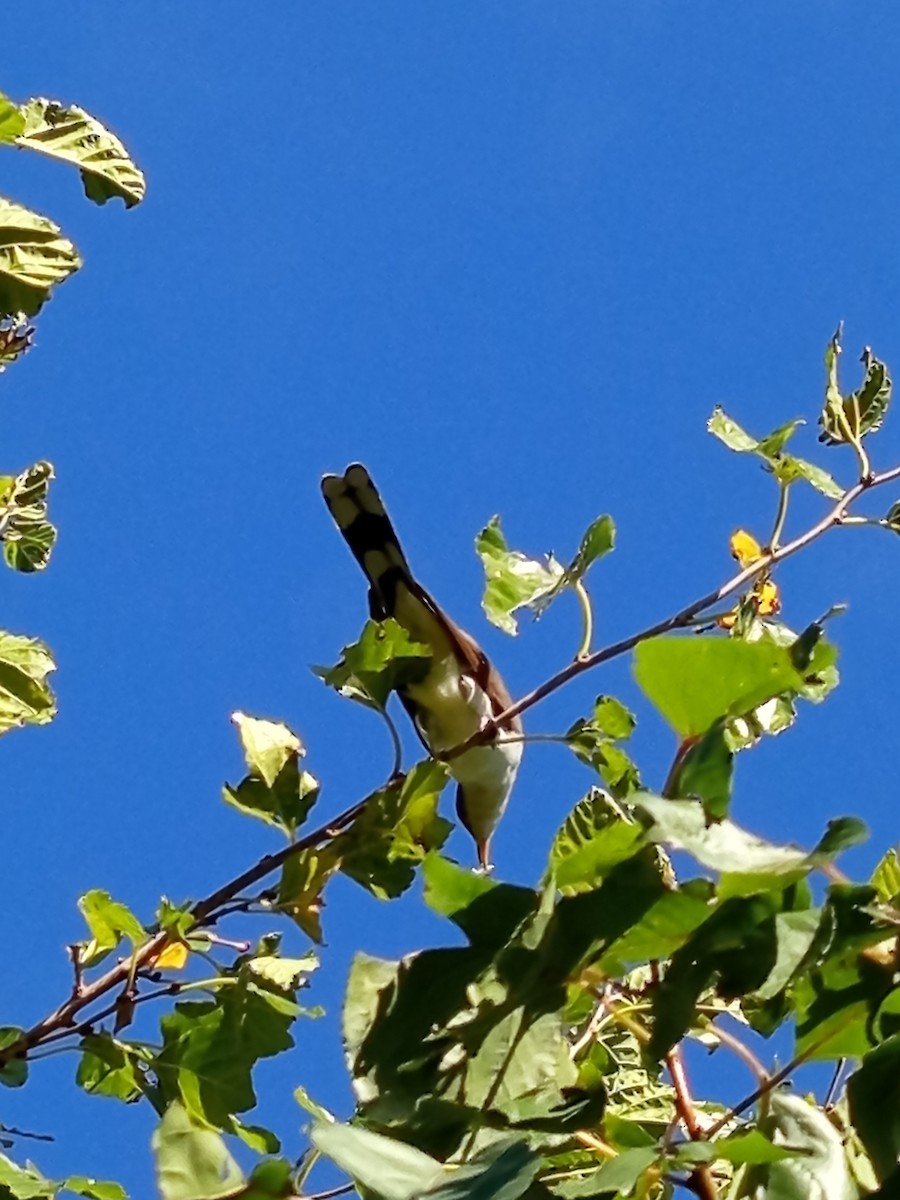 Coulicou à bec jaune - ML652562419