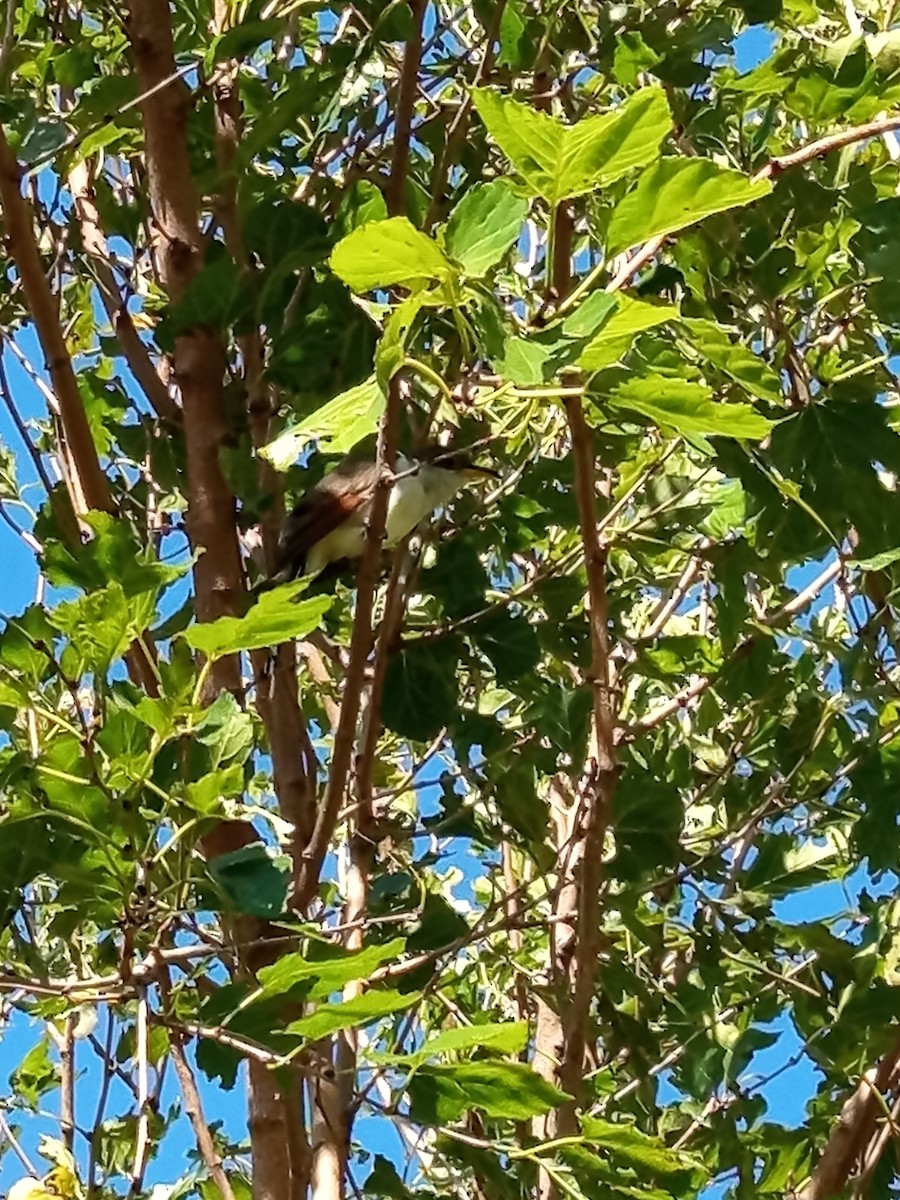 Coulicou à bec jaune - ML652562429