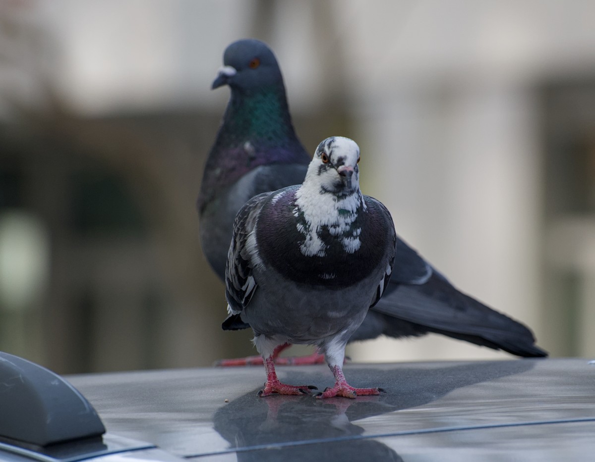 Rock Pigeon (Feral Pigeon) - ML652562674