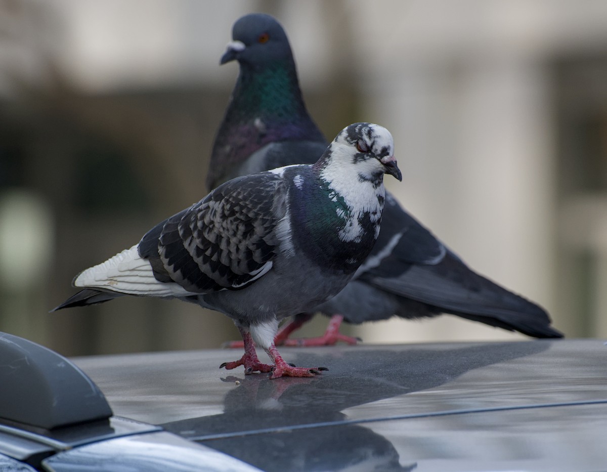 Rock Pigeon (Feral Pigeon) - ML652562675
