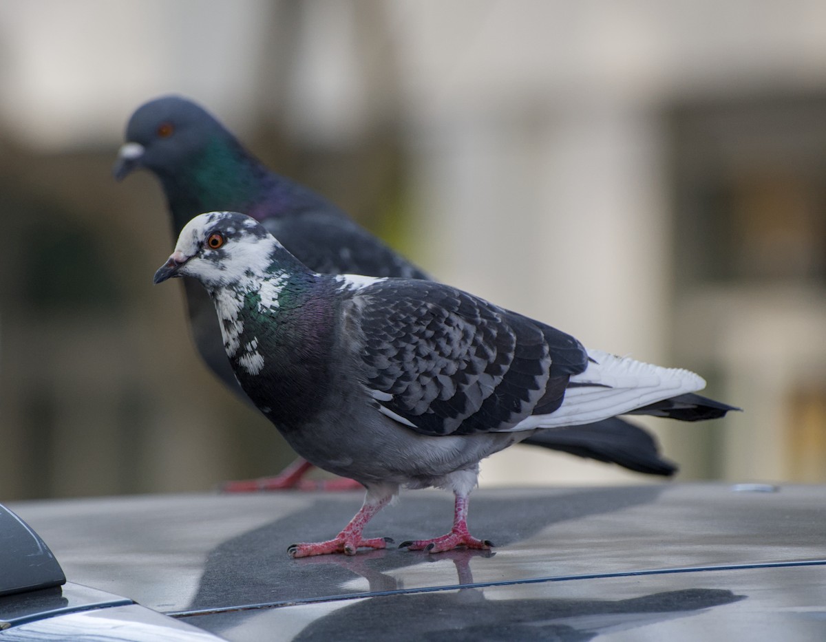 Rock Pigeon (Feral Pigeon) - ML652562676