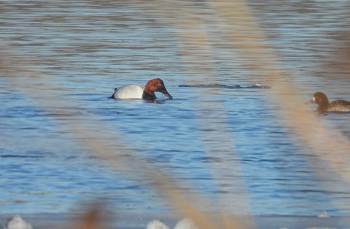 Murgilari bizkarzuria - ML652563023