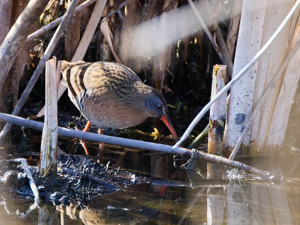 Virginia Rail - ML652563071