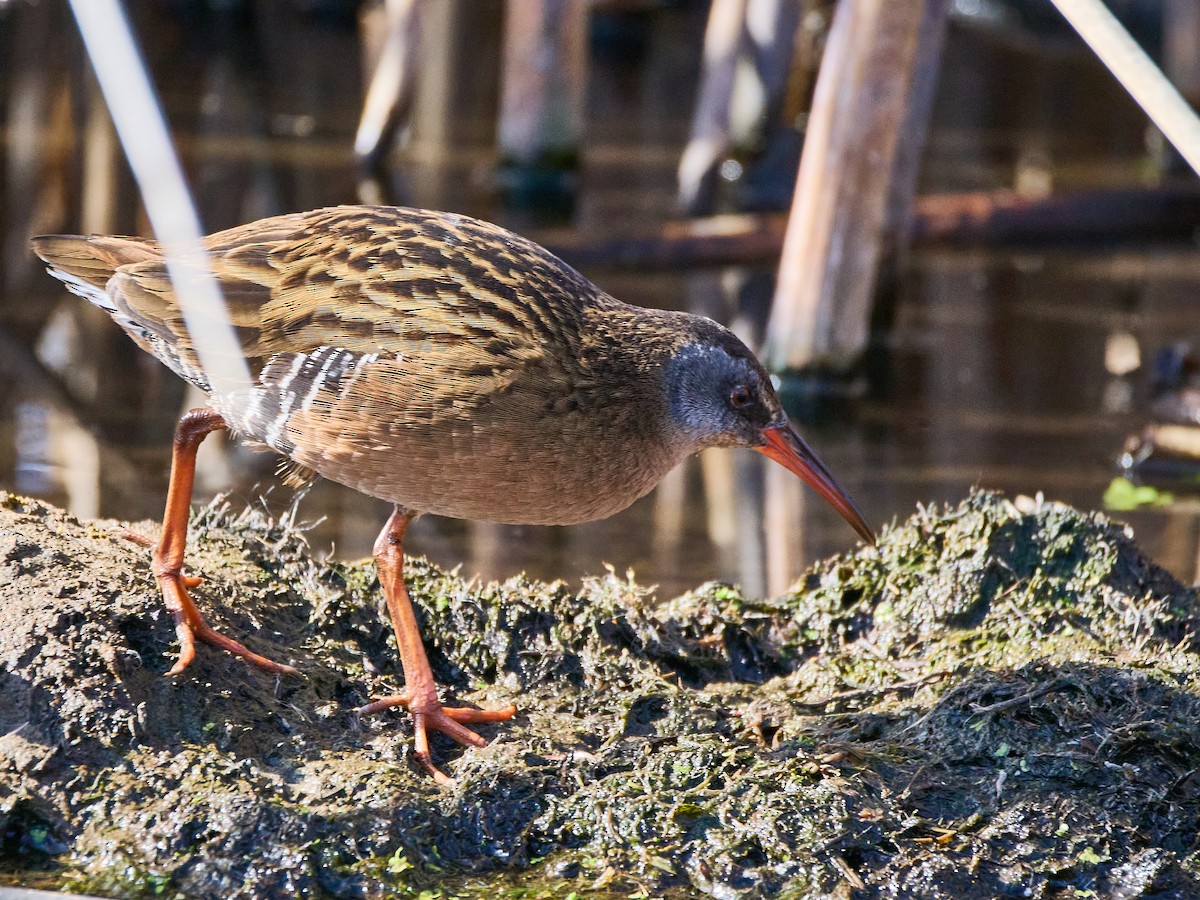 Virginia Rail - ML652563078
