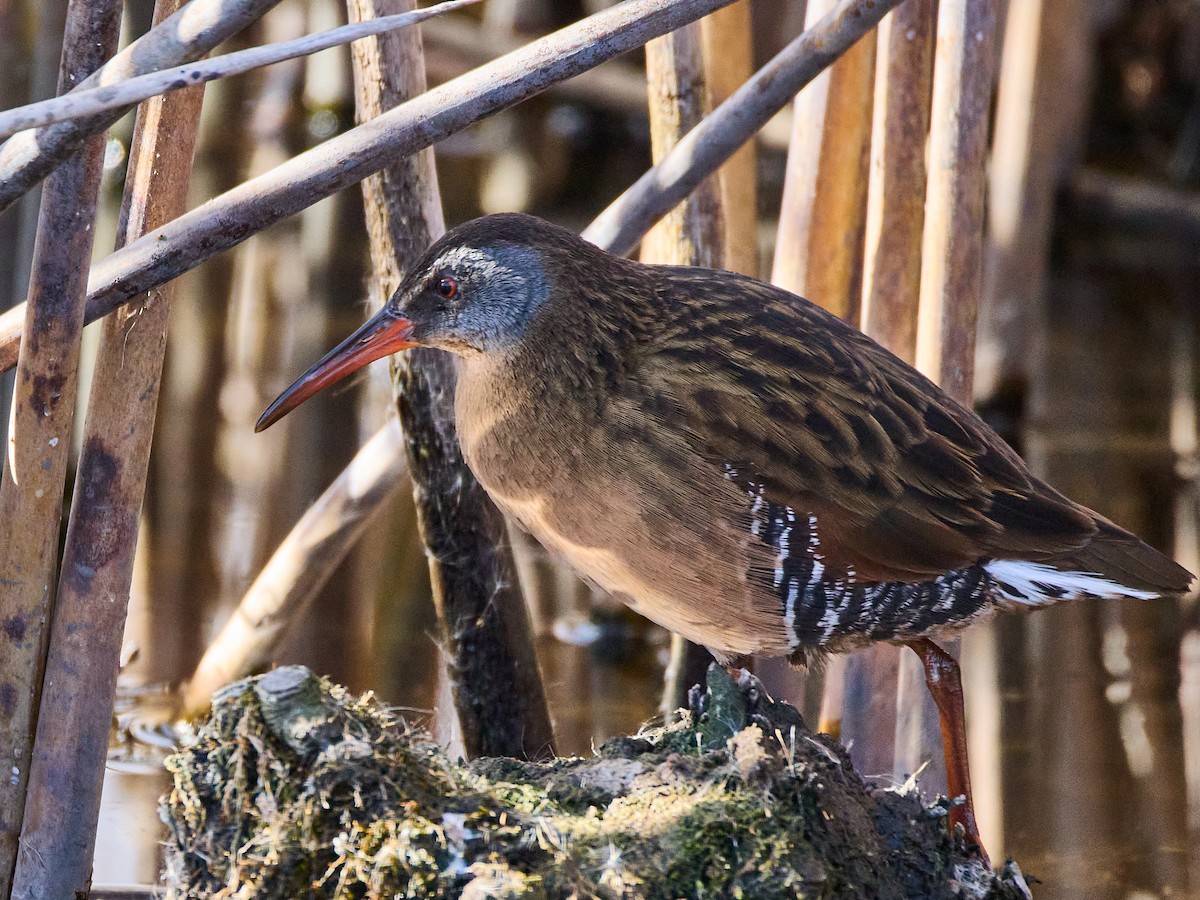 Virginia Rail - ML652563082