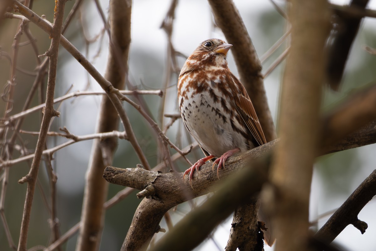 Fox Sparrow - ML652563142