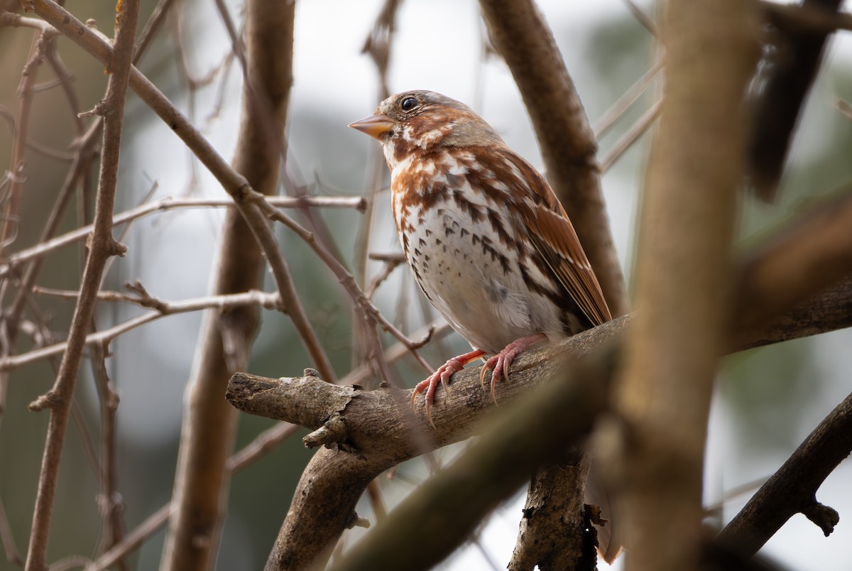 Fox Sparrow - ML652563143