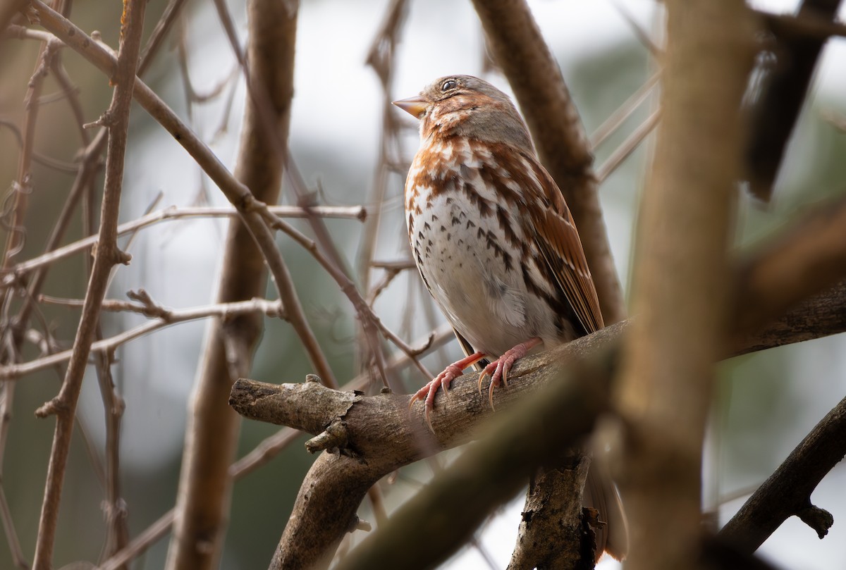 Fox Sparrow - ML652563144
