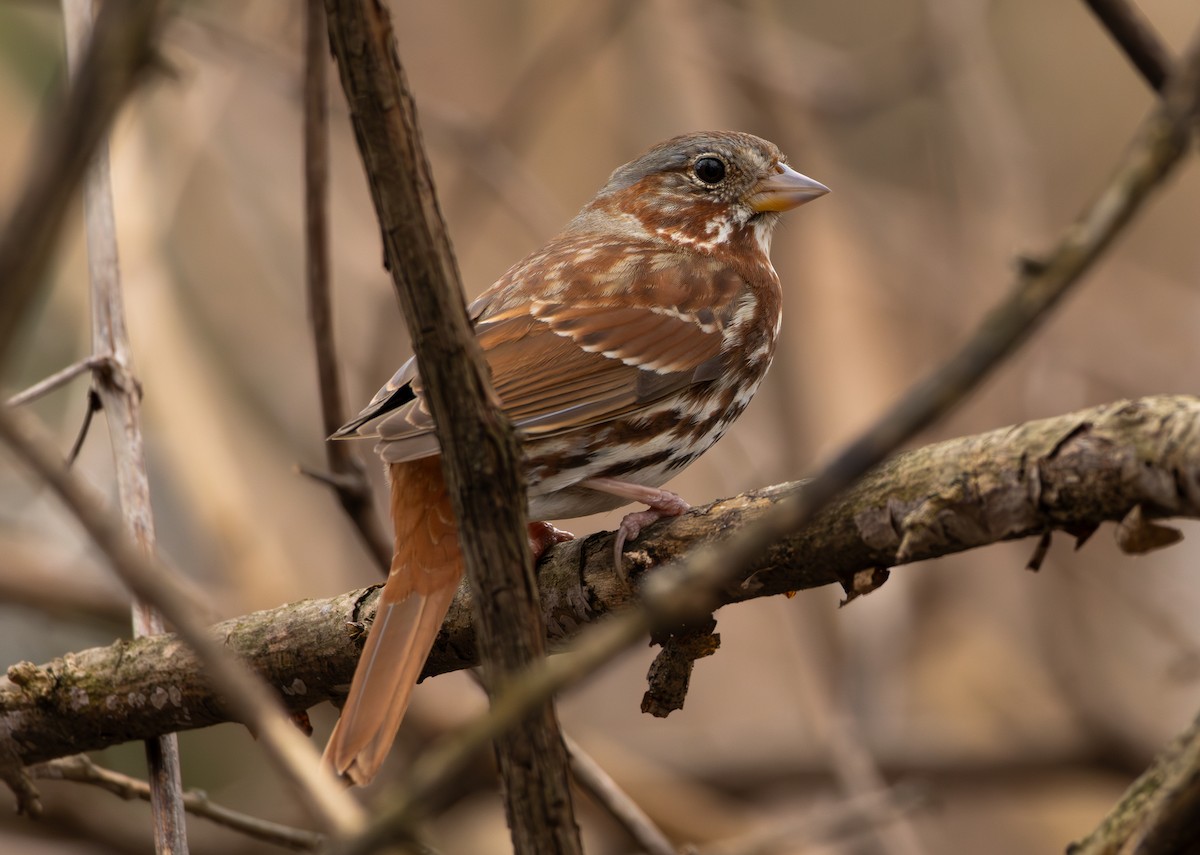Fox Sparrow - ML652563145