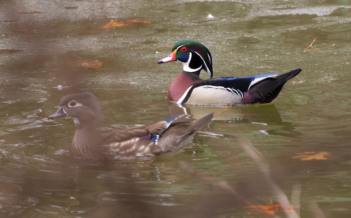 Wood Duck - ML652563194