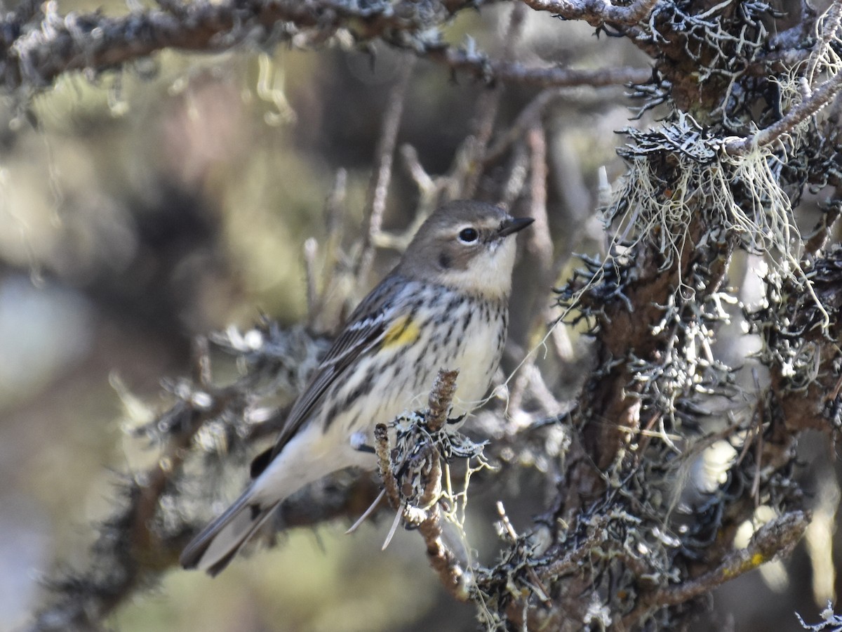 Yellow-rumped Warbler - ML652563944