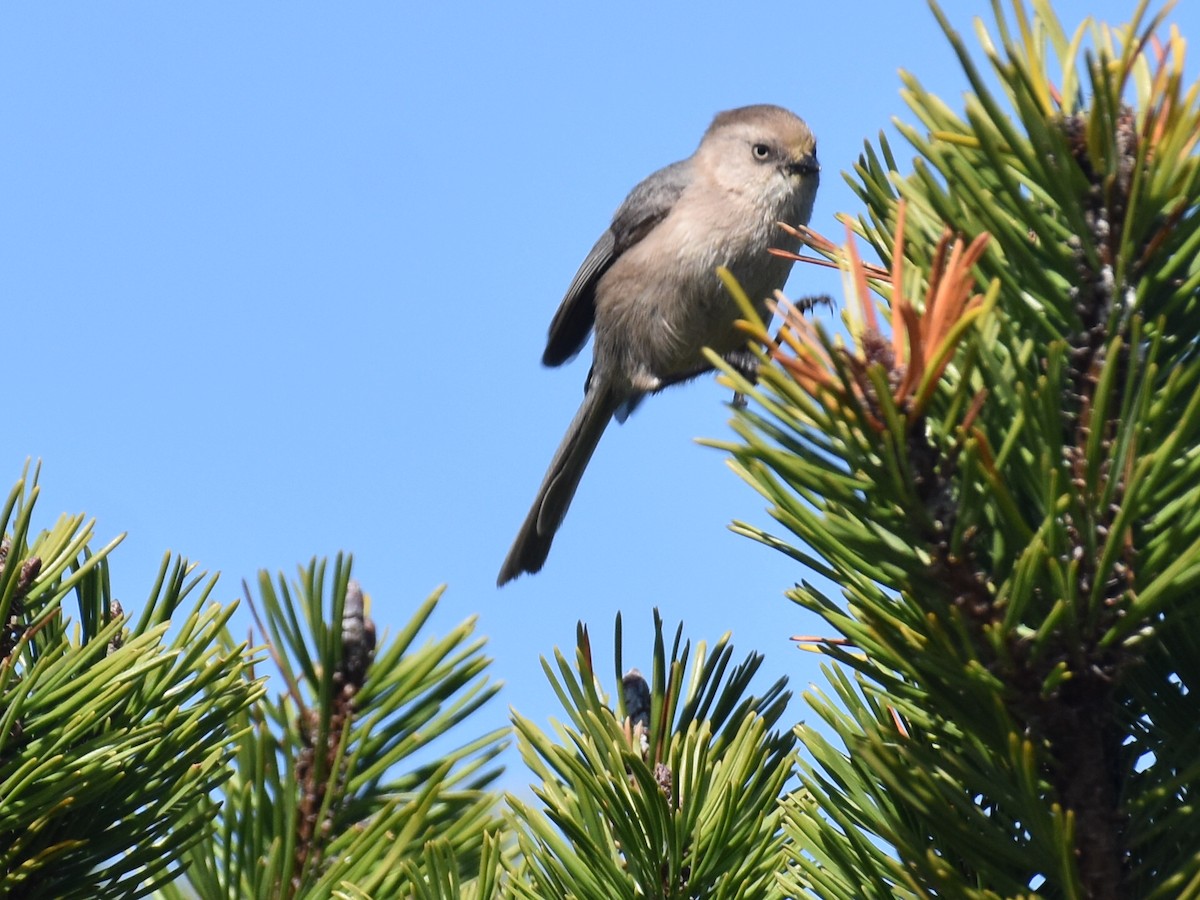 Bushtit - ML652563951