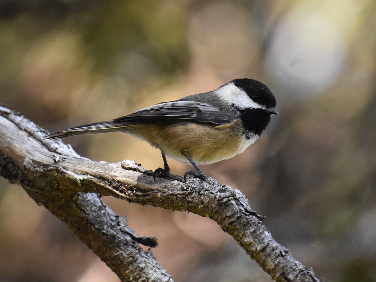 Black-capped Chickadee - ML652563954