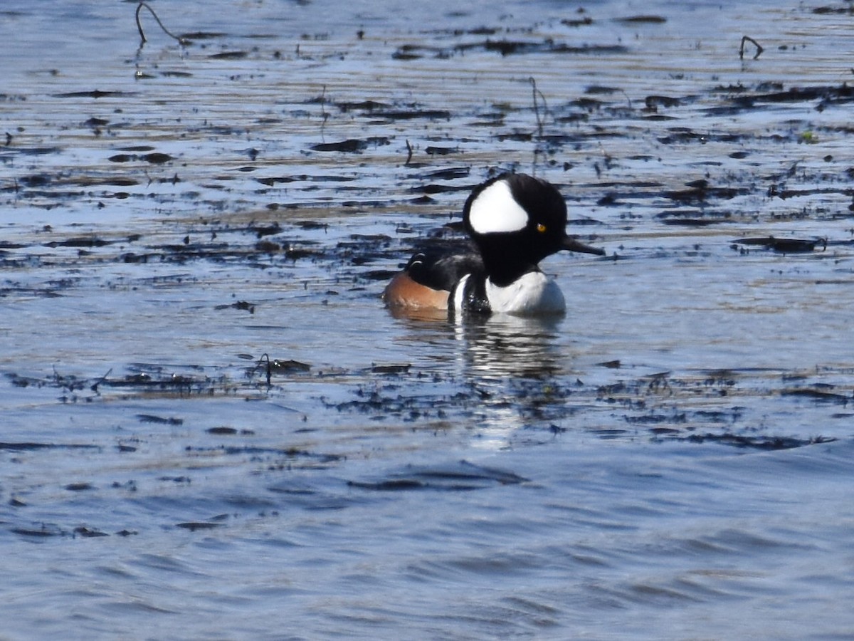 Hooded Merganser - ML652563958