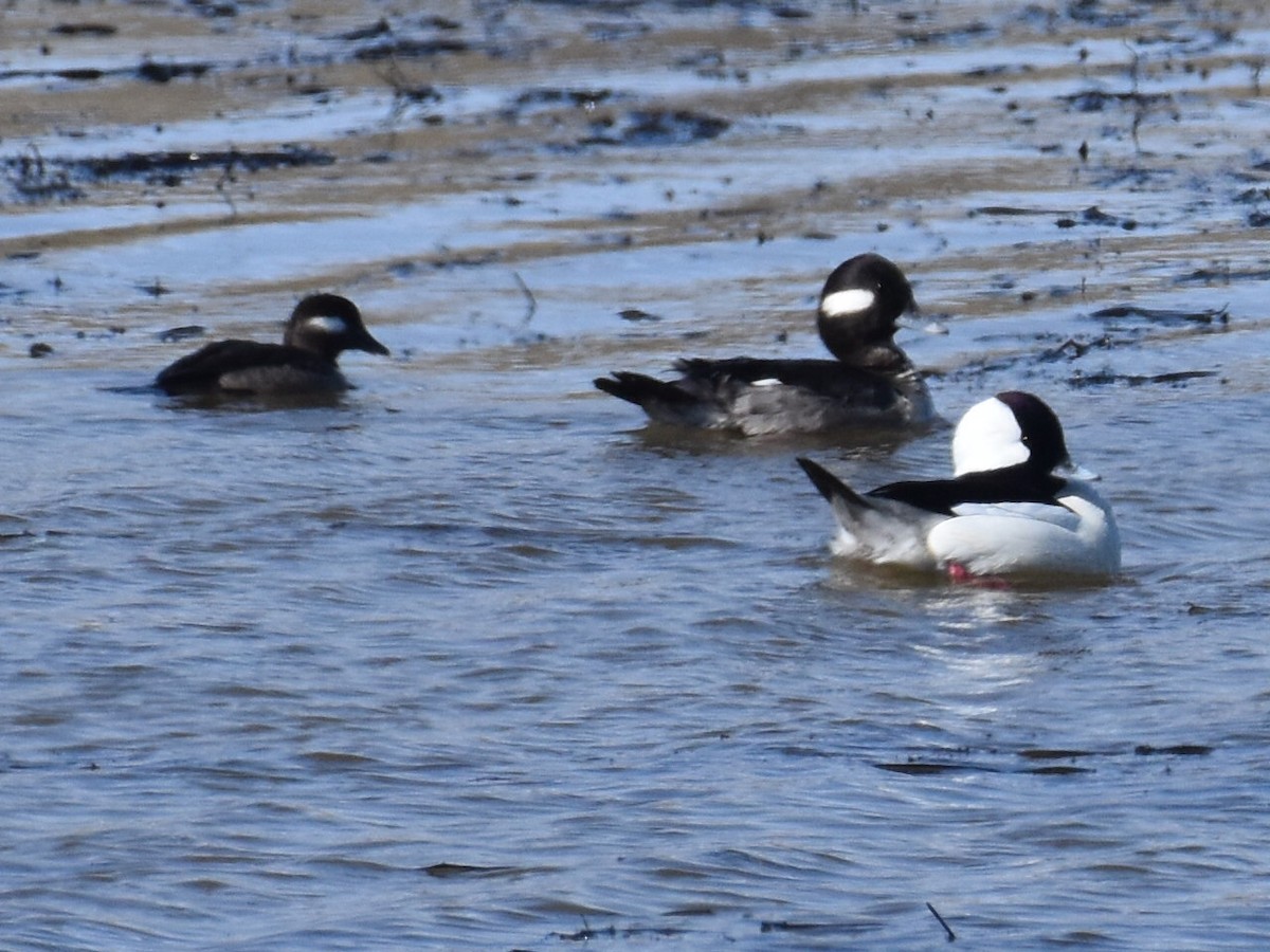 Bufflehead - ML652563959