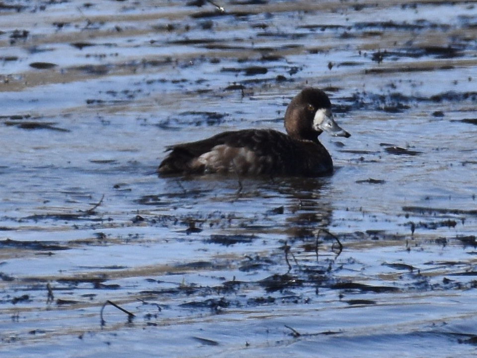 Greater Scaup - ML652563963