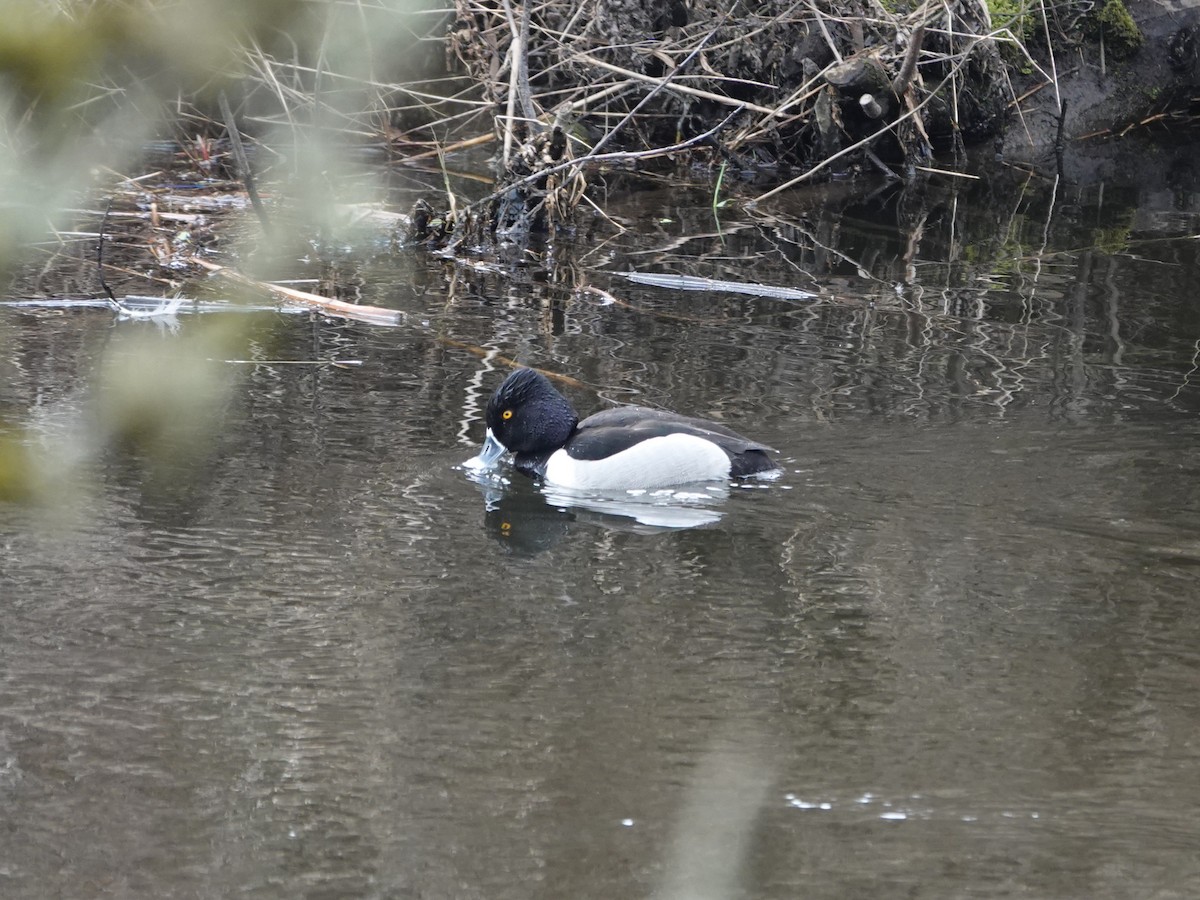 eBird Checklist - 10 Mar 2026 - Redmond--Sammamish River Trail - 19 species