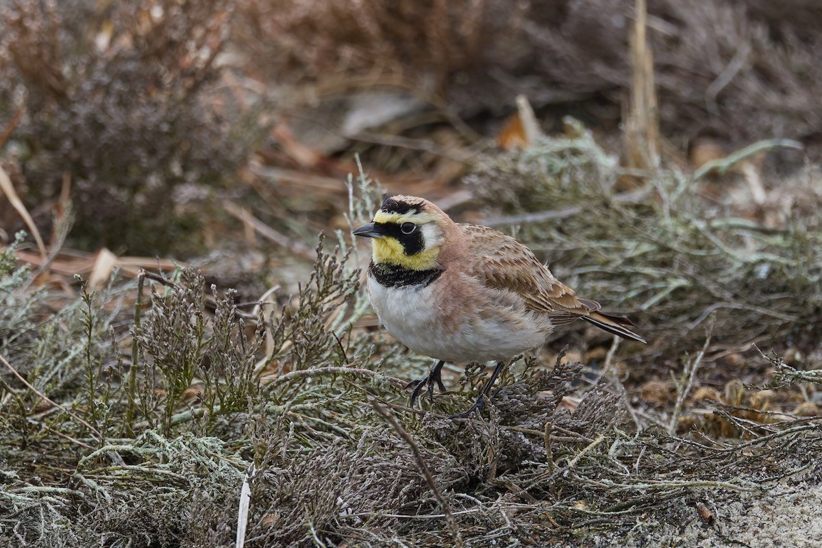 ハマヒバリ - ML652564254