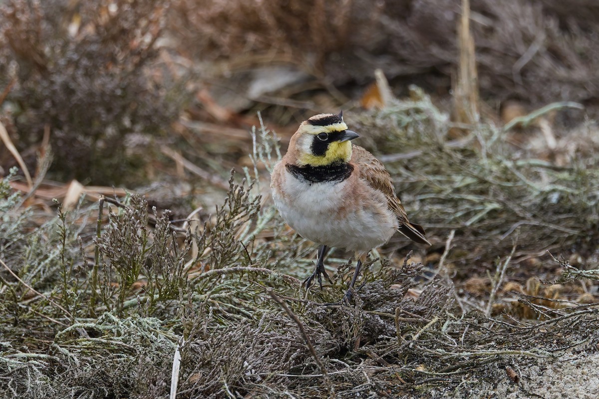 ハマヒバリ - ML652564257